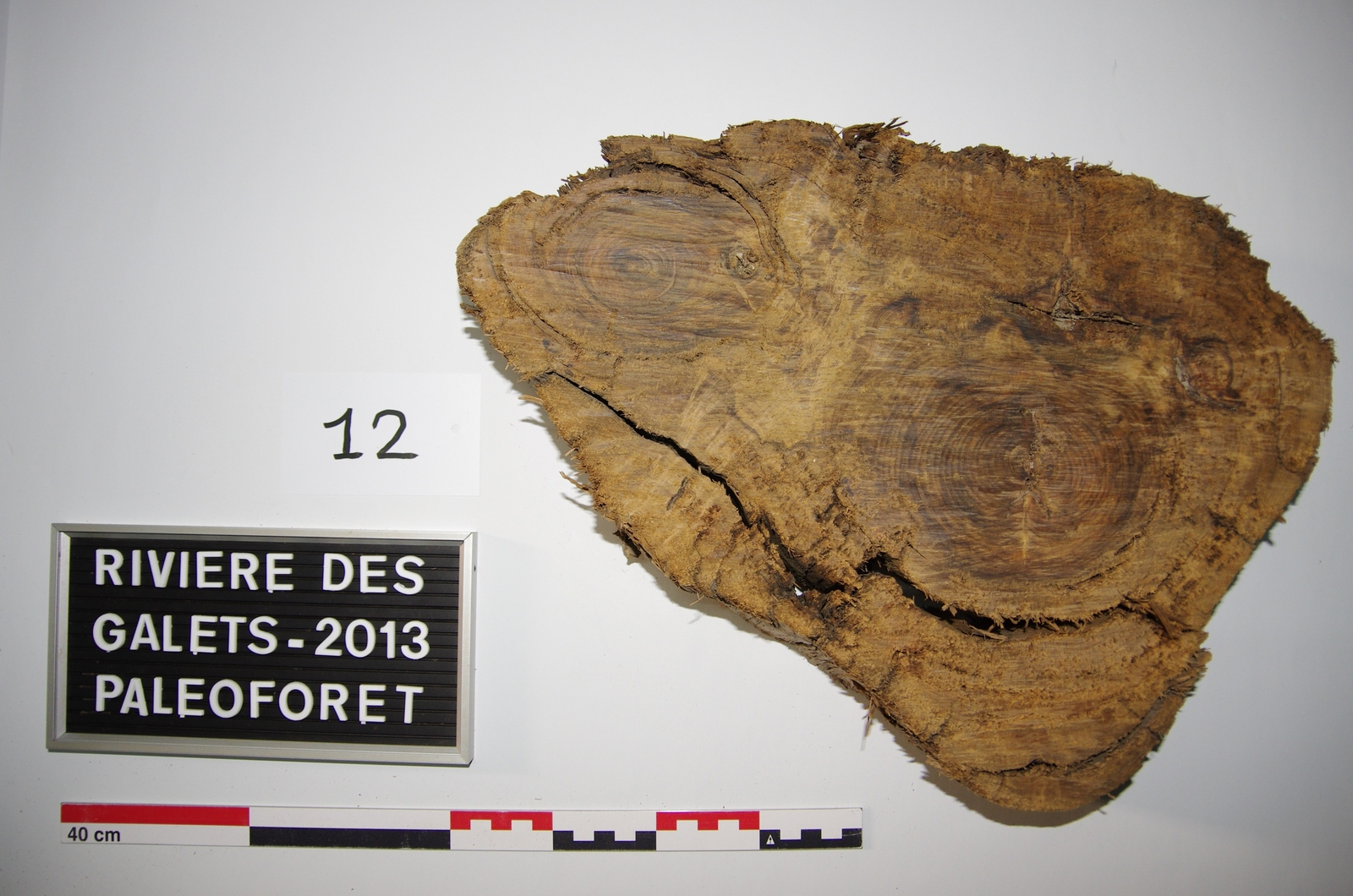 Arbre de la Paléoforêt (Rivière des Galets, La Possession / Saint-Paul)