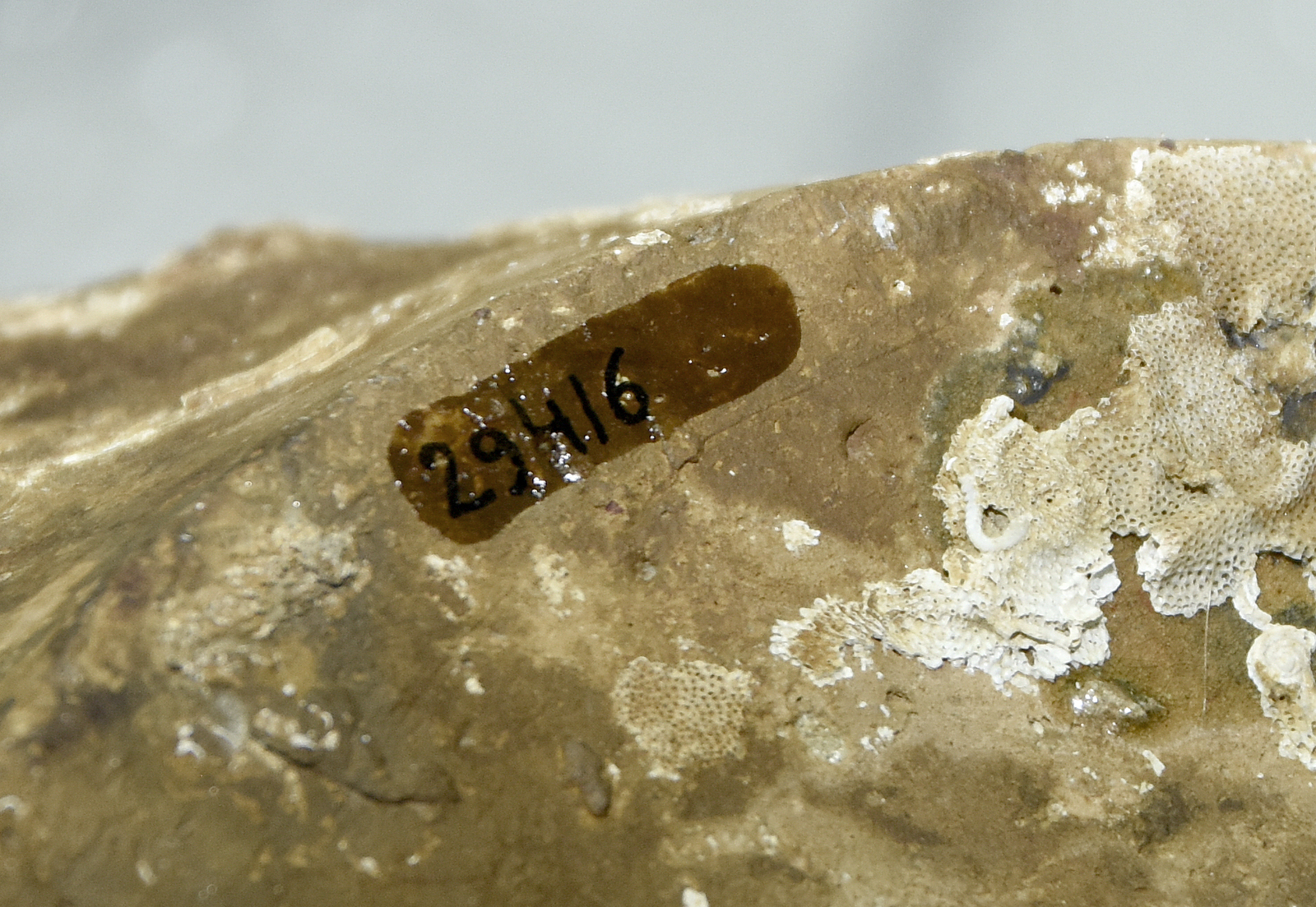 Photographie d'un objet marqué d'un numéro d'inventaire