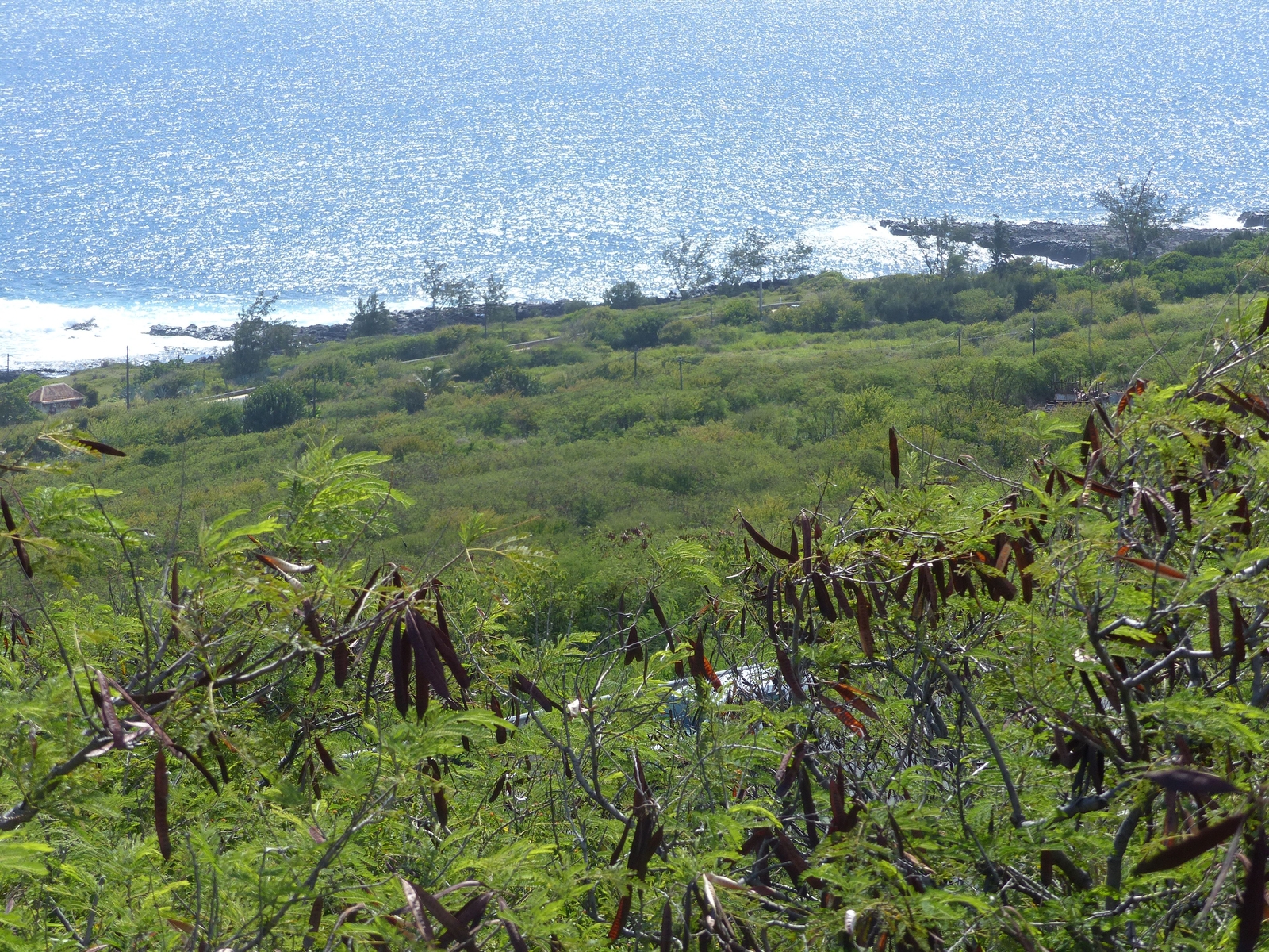 Plant coverage of the site (Saint-Leu, Ravine du Trou, 2019)