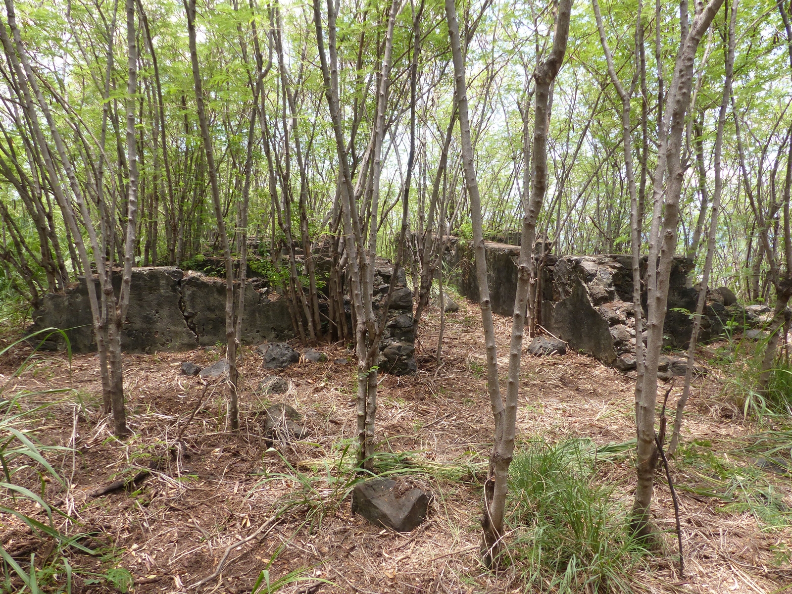 Off-site plant (Saint-Leu, Ravine du Trou, 2019)