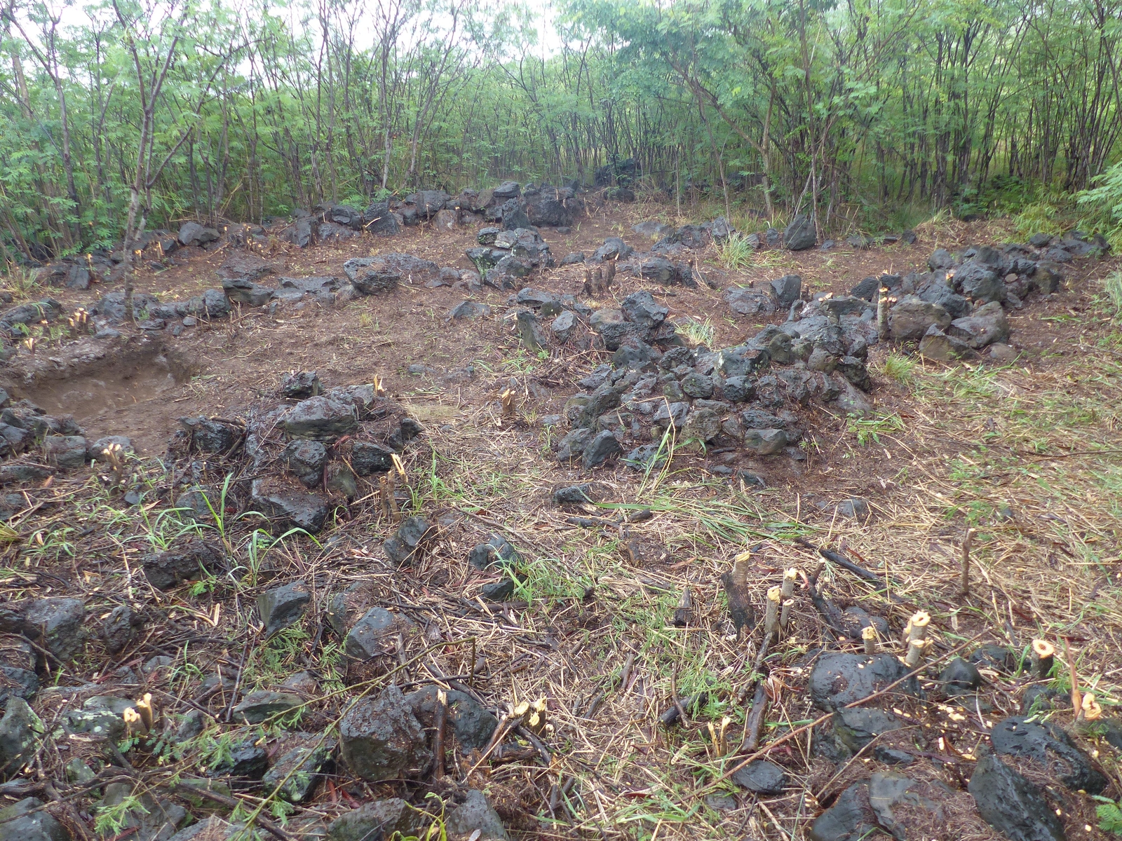 Building remains, Area 1 (Saint-Leu, Ravine du Trou, 2019)