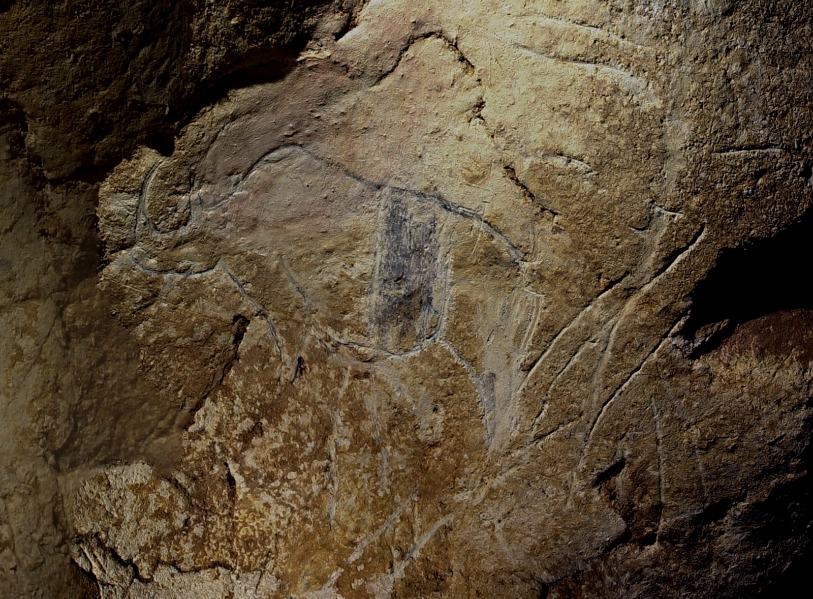 Rhinocéros de droite