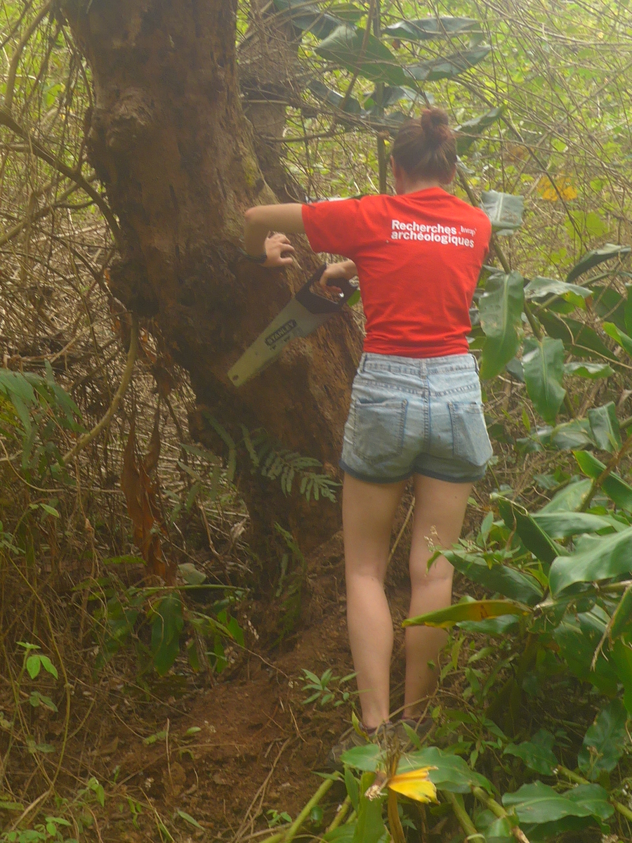 Plant samples (Saint-Denis, Îlet à Guillaume, 2020)