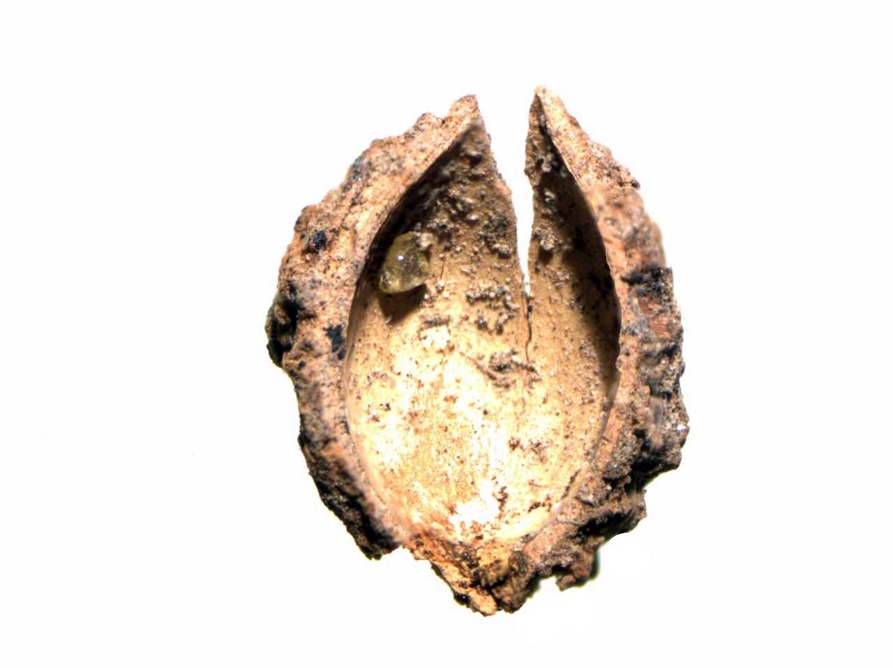 Peppercorn (Saint-Paul, Route des premiers Français, 2018) 