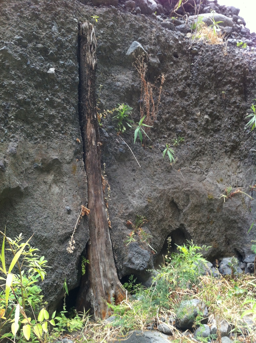 Palaeoforest (Rivière des Galets, La Possession / Saint-Paul)