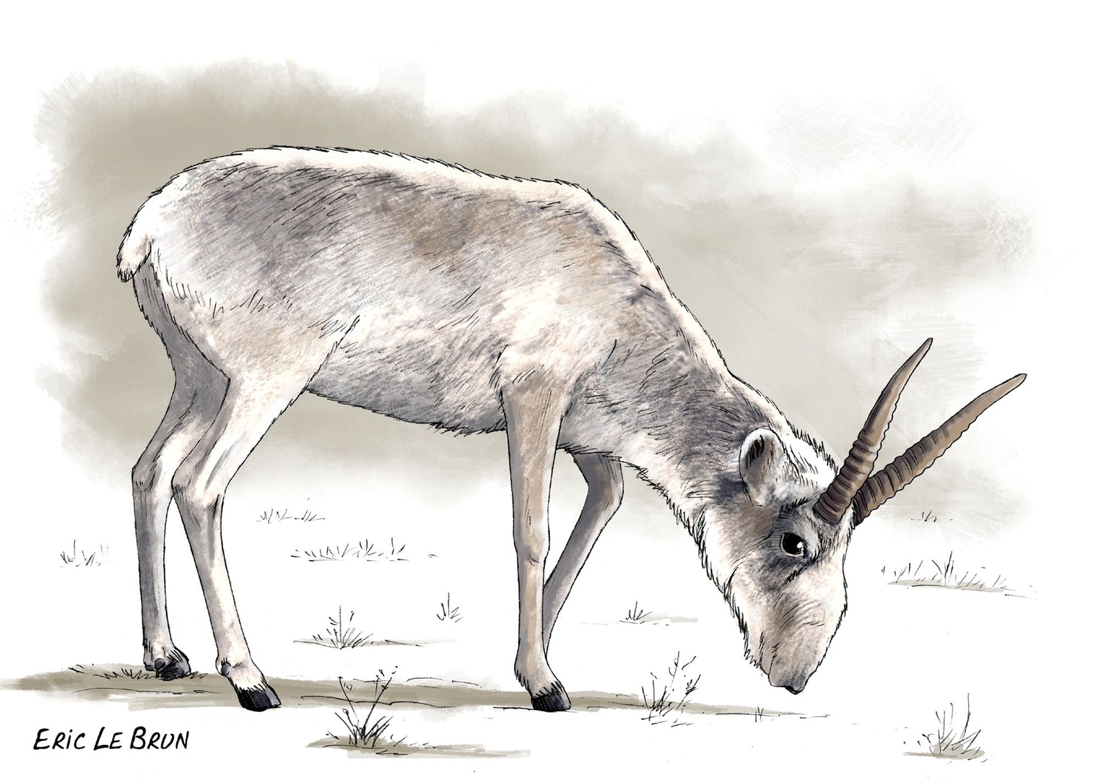 Antilope saïga. © Éric Le Brun. Ministère de la culture