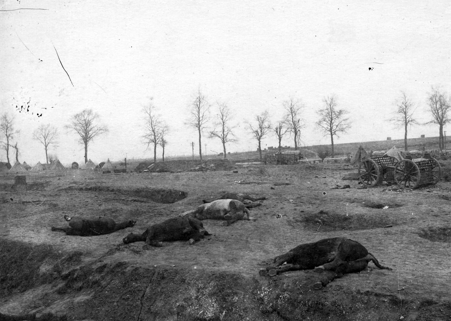 Chevaux victimes d'un tir d'artillerie sur le front ouest