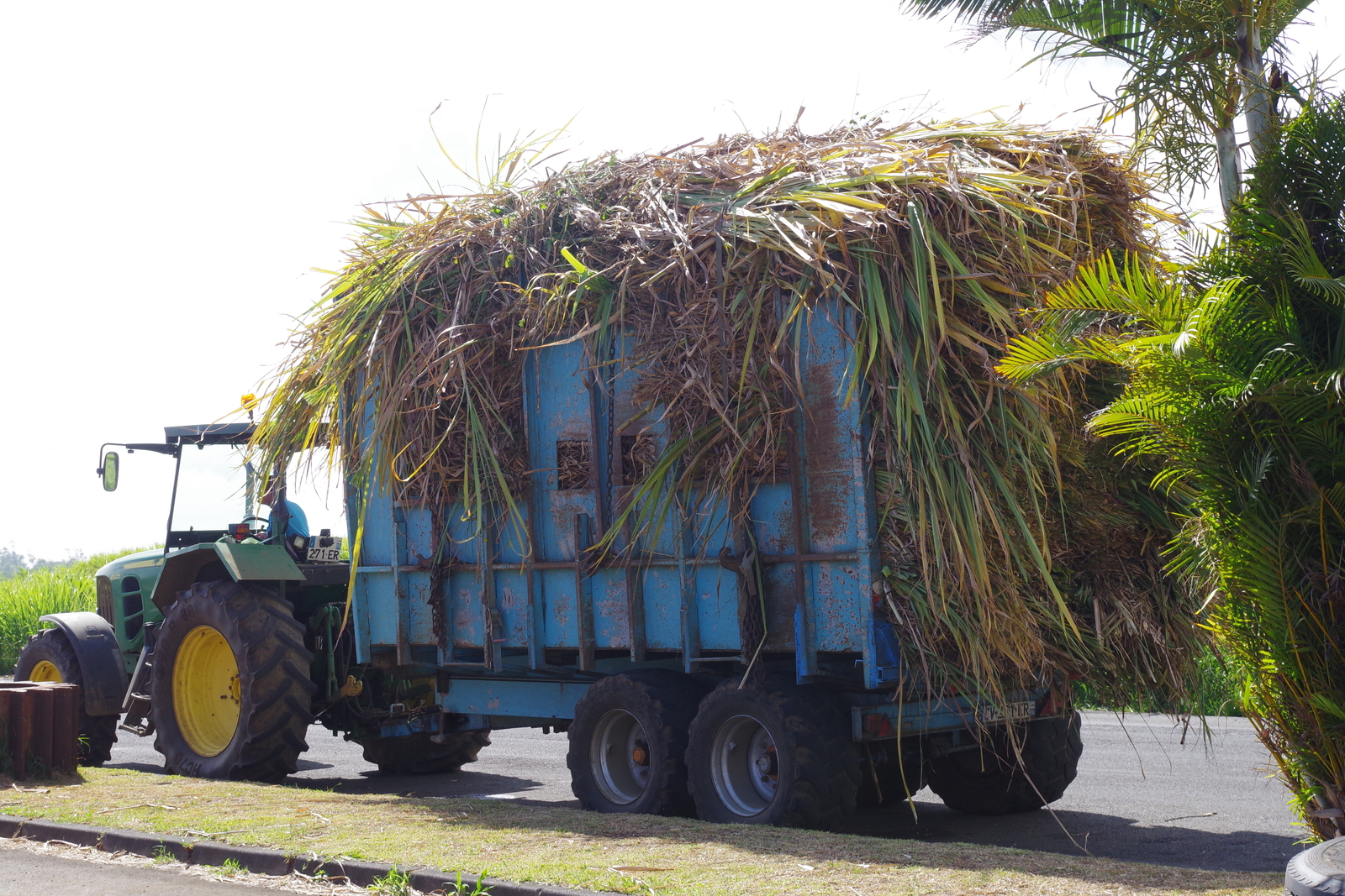 Freshly cut sugar cane
