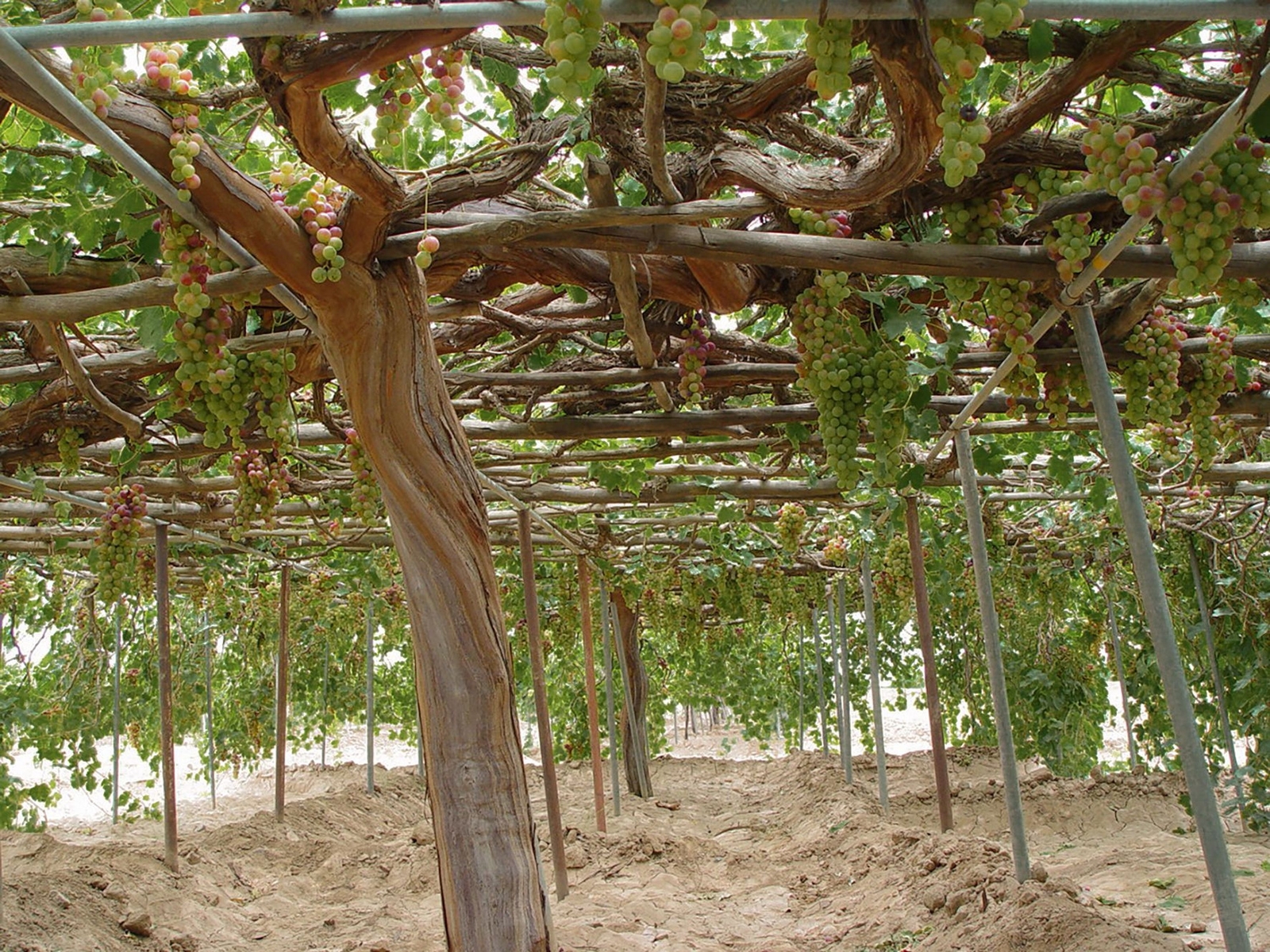 Plantation de vigne dans la région de Bani Hushaysh