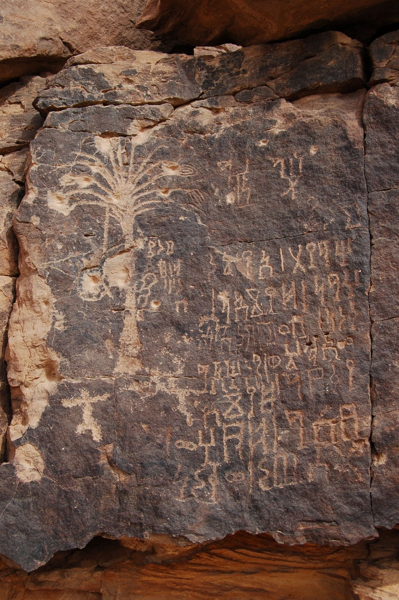 Gravure rupestre d'un personnage récoltant les dattes dans un palmier