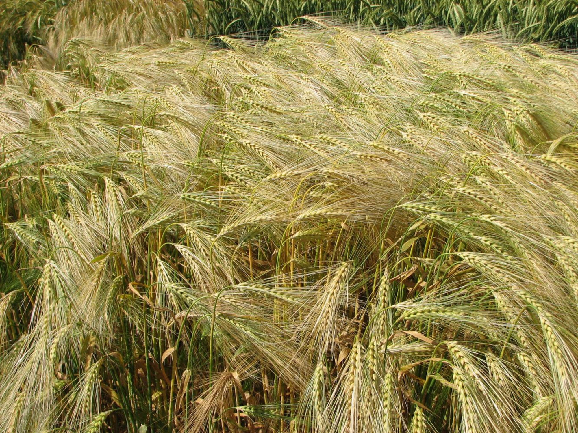 Détail d'un champ de blé
