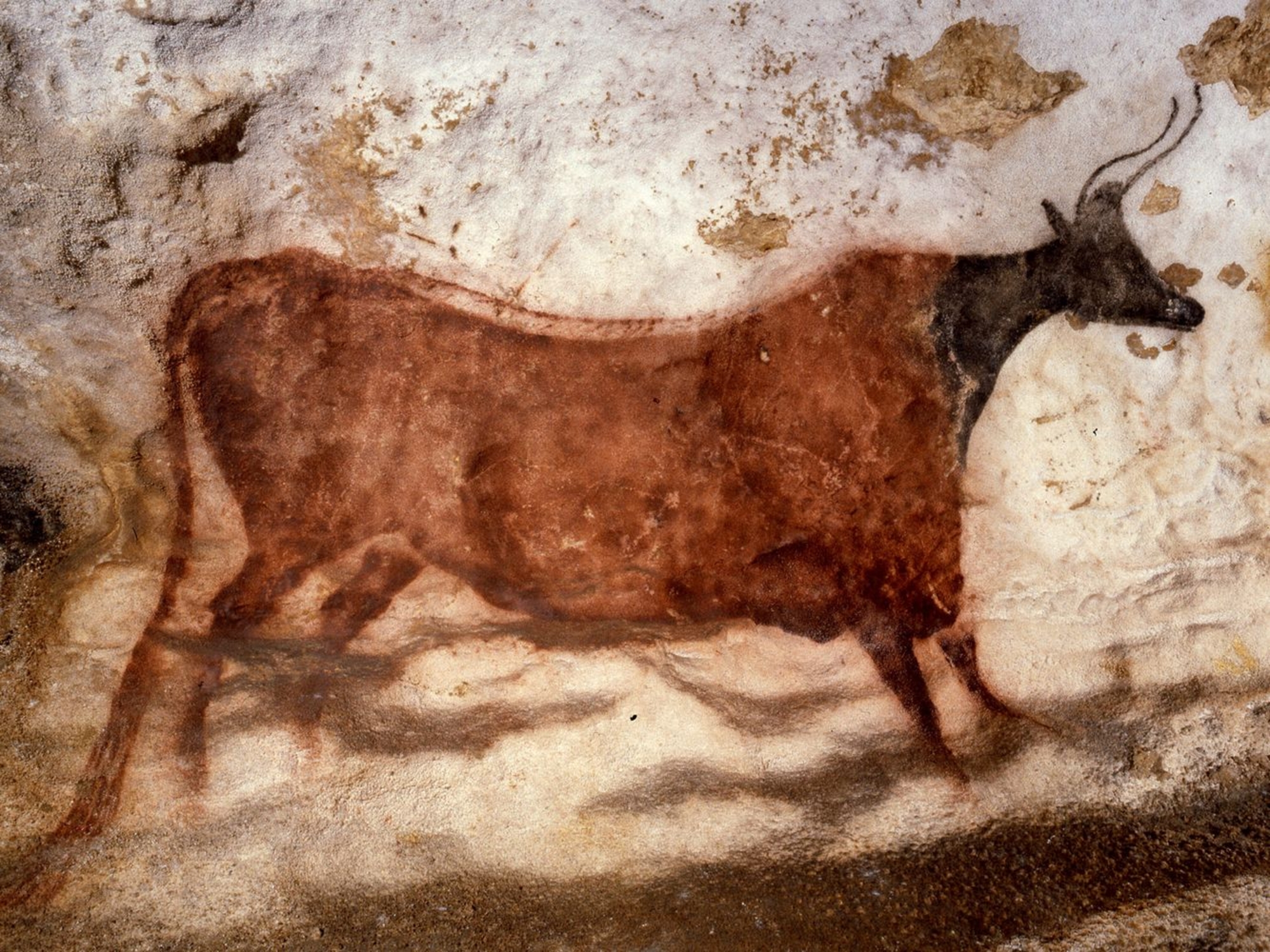La vache à la collerette du diverticule axial de la grotte de Lascaux. © Norbert Aujoulat / MCC - CNP