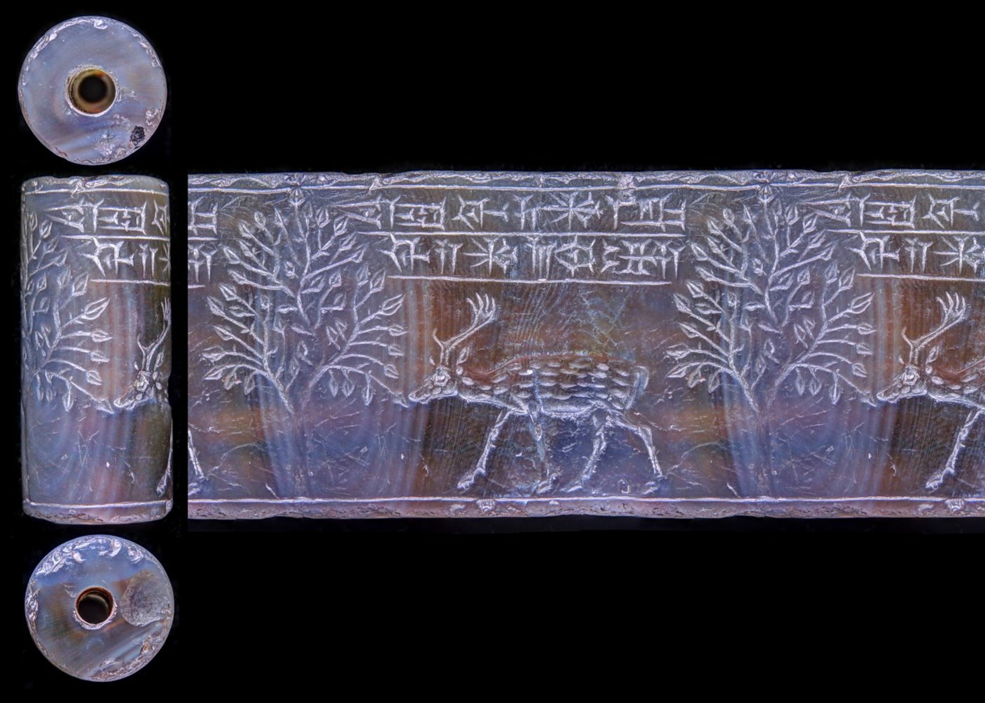 Un daim broute les feuilles d'un arbre. Au-dessus de lui: une inscription de 2 lignes: “Sceau de Ashur-remanni, fils de Mushezib-Ashur”