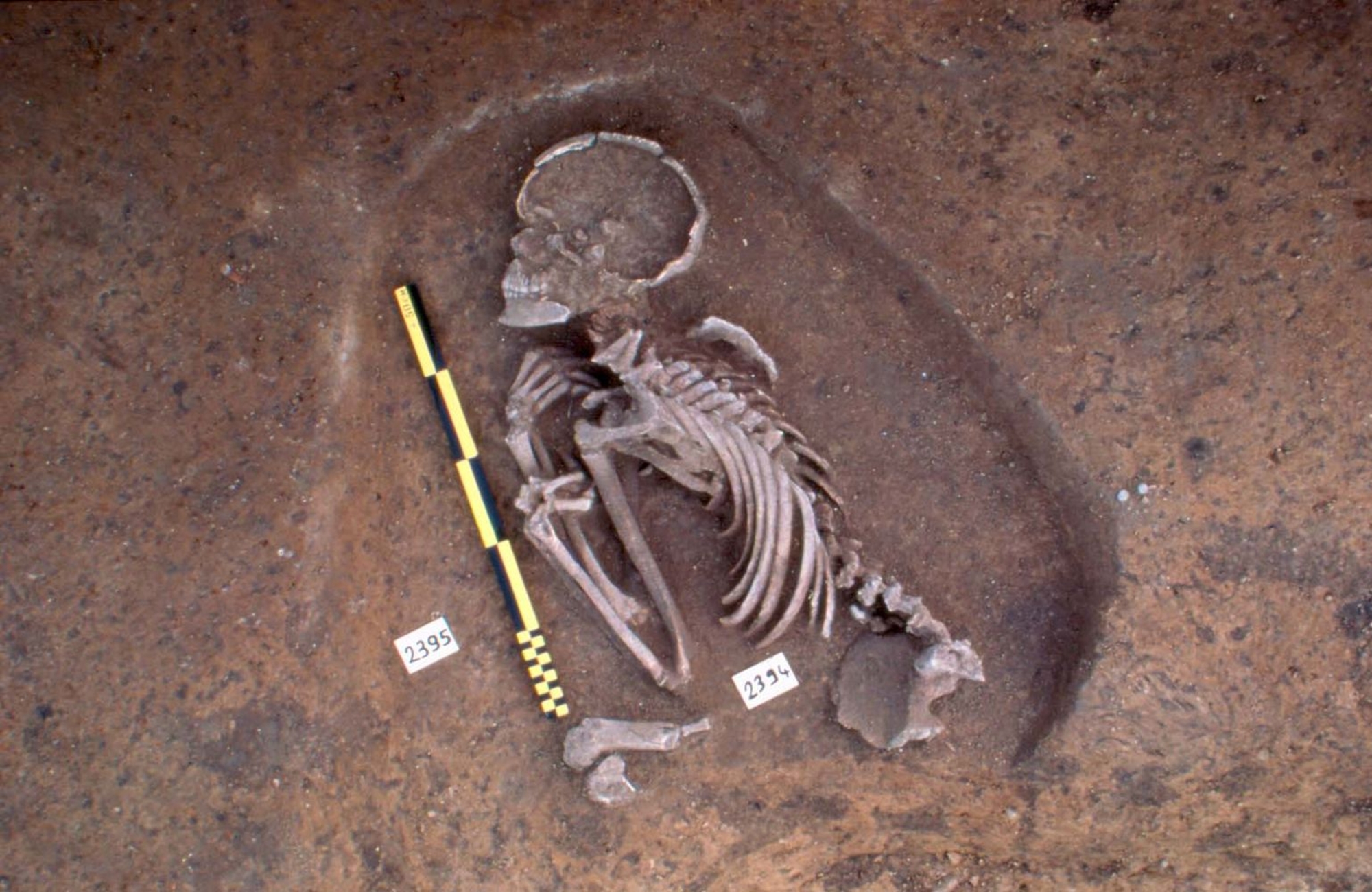 Fouille de la sépulture néolithique. © UASD / E. Jacquot. Saint-Denis, une ville au Moyen-Âge