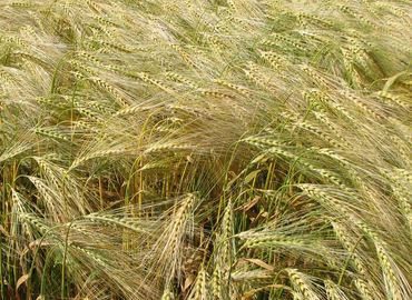 Detail of a corn field
