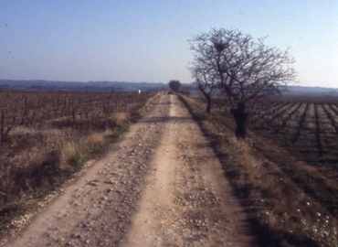 Un chemin rural pérennise le tracé de la voie Domitienne. © Marc Lugand